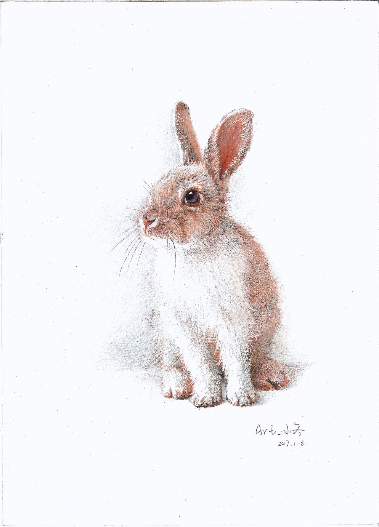 兔（图ZNjgwOTcwNDQ=） - 绘画 - 站酷设计师art_小冬原创素材 - 站酷ZCOOL