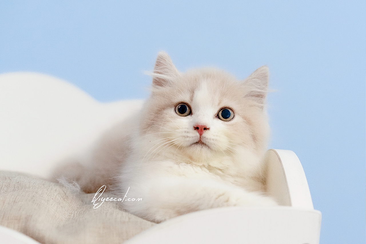 超美的英短乳白长毛弟弟，七叶英短猫舍英国长毛猫摄影（图ZMTk1NzQyMDg0） - 宠物摄影 - 站酷设计师七叶英短猫舍原创素材 - 站酷ZCOOL