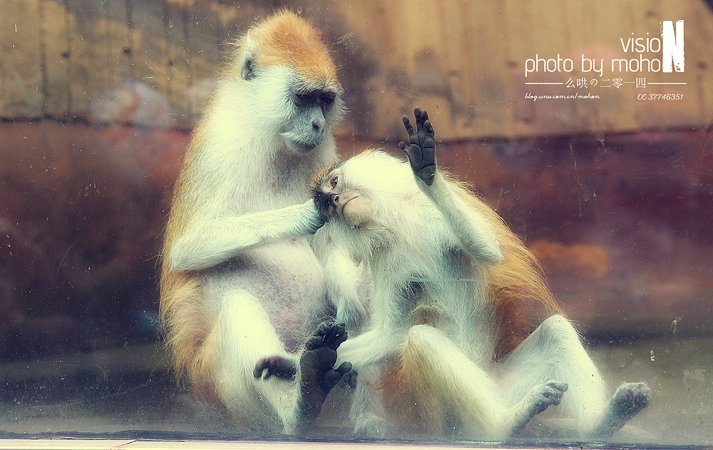 【2014游】猫眼看青岛