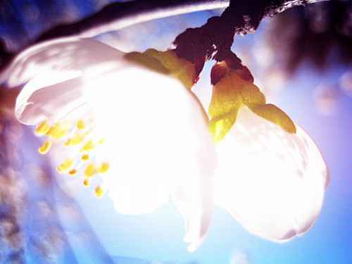 北方的花,随拍原创组图