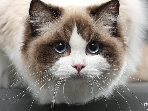 布偶猫