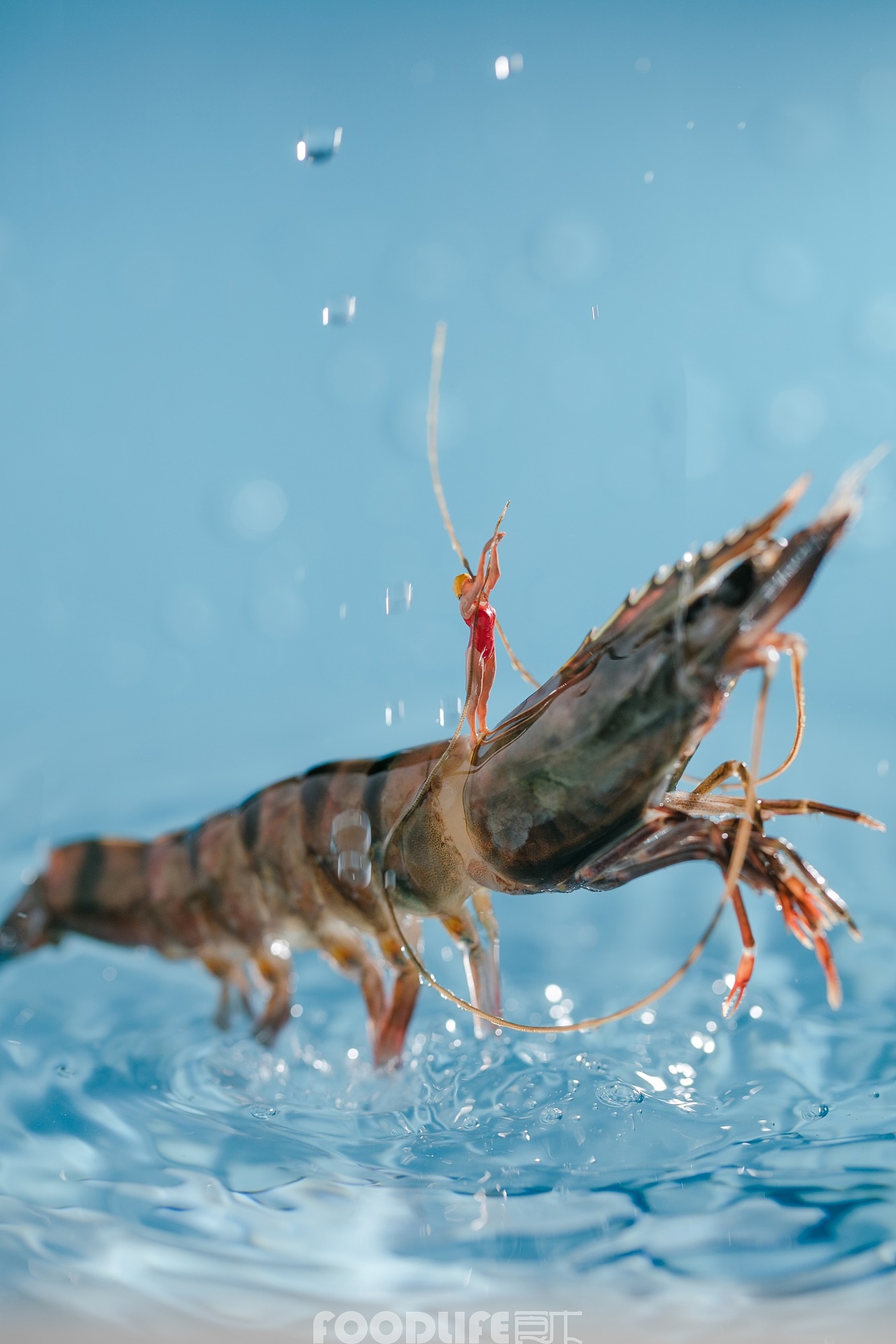 微观摄影-火锅食材-创意商业拍摄（图ZMTAxMTg0ODM2） - 产品摄影 - 站酷设计师食术原创素材 - 站酷ZCOOL