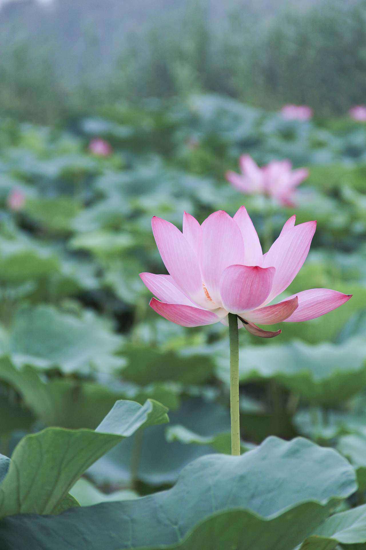 白洋淀荷花（圖ZNzA5ODcwMzI=） - 風(fēng)光攝影 - 站酷設(shè)計(jì)師山山而川上的麥子原創(chuàng)素材 - 站酷ZCOOL