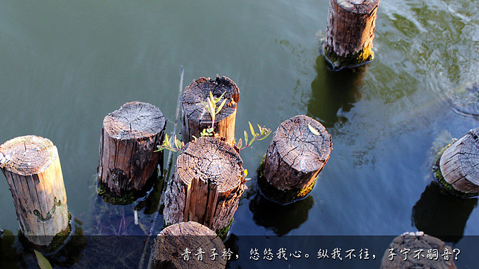 青青子衿,悠悠我心。纵我不往,子宁不嗣音?