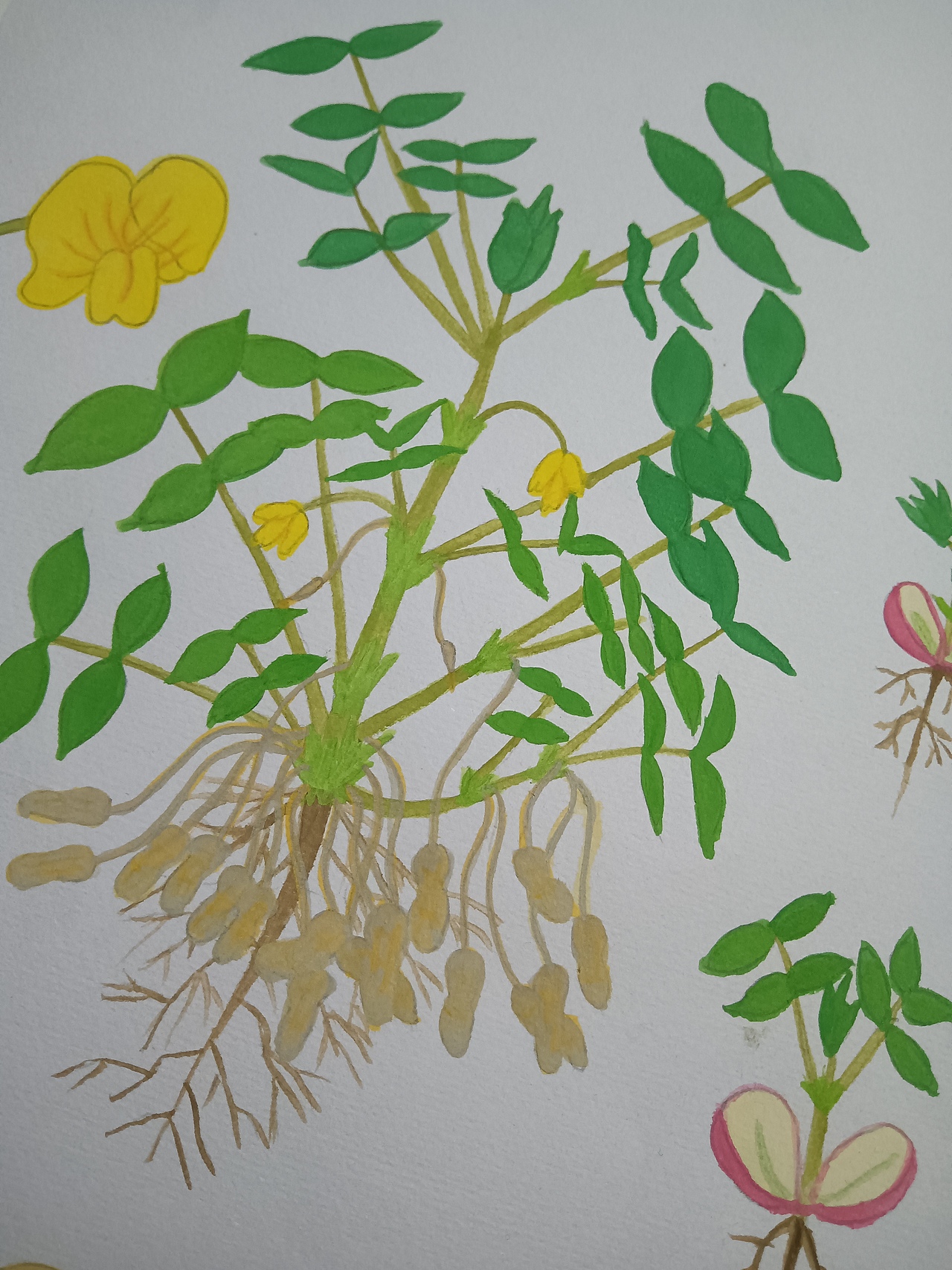 植物生长（花生）（图ZMjU5ODU5NjY4） - 创作习作 - 站酷设计师深海珍珠原创素材 - 站酷ZCOOL