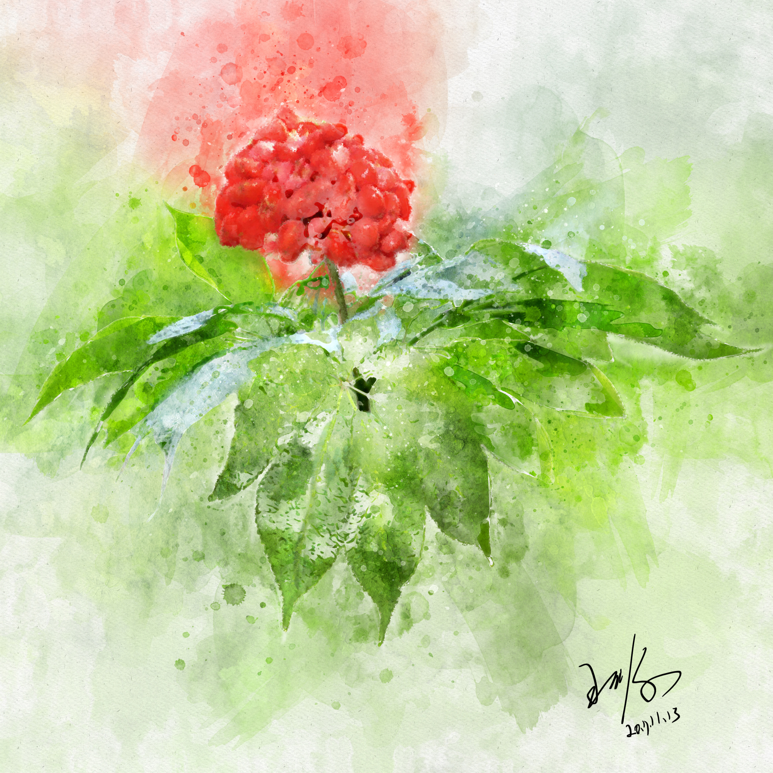 照片转水彩画-文山三七