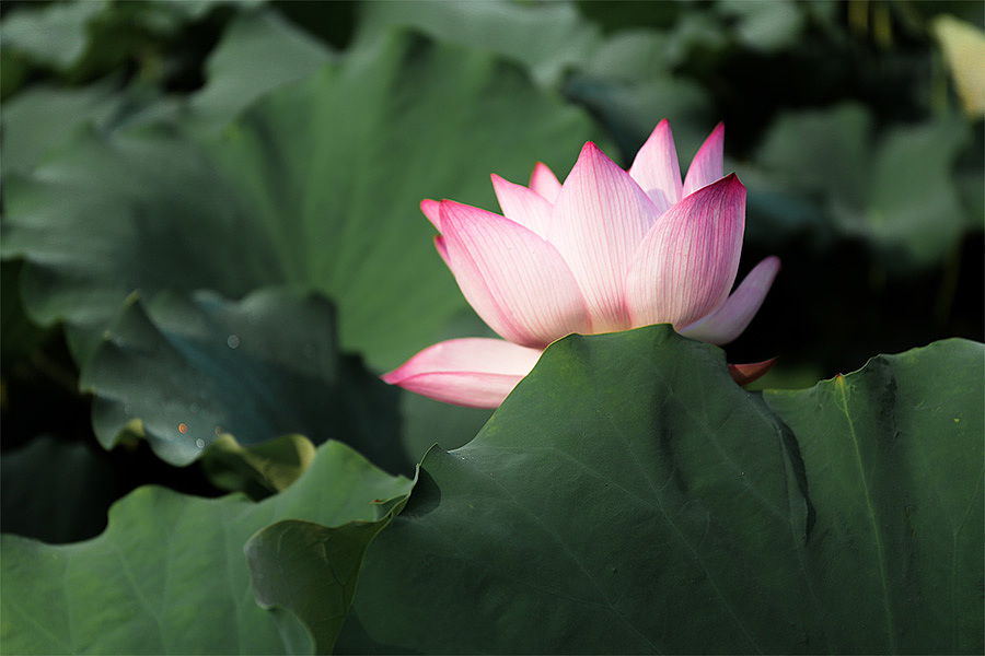 “像个温柔的女子”