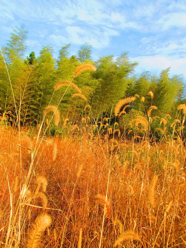 街边那棵树的个人主页（背景预览） - 主页背景设置 - 站酷设计师街边那棵树原创素材 - 站酷ZCOOL