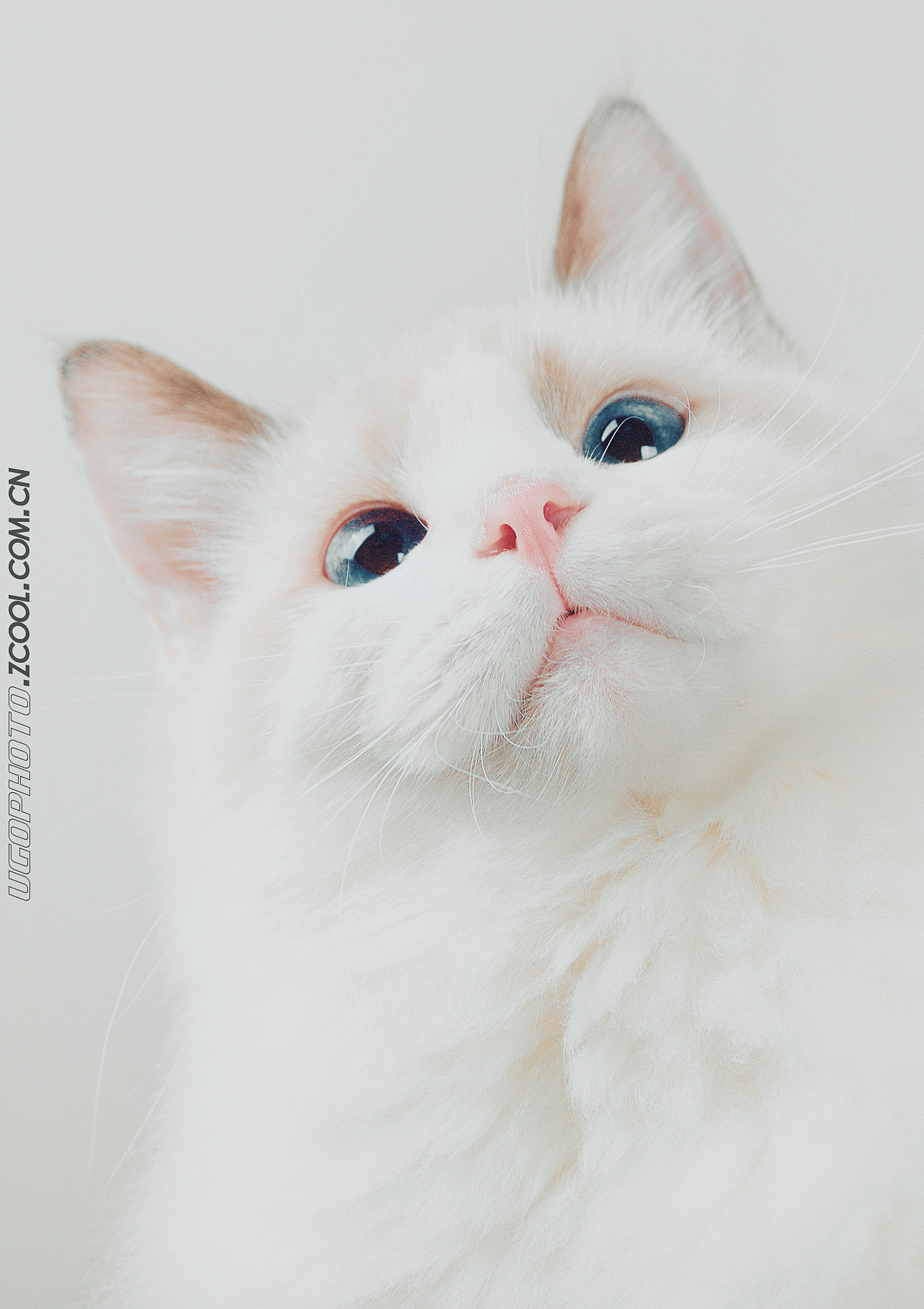 stupid摄影傻角动物摄影师何某某个人作品26