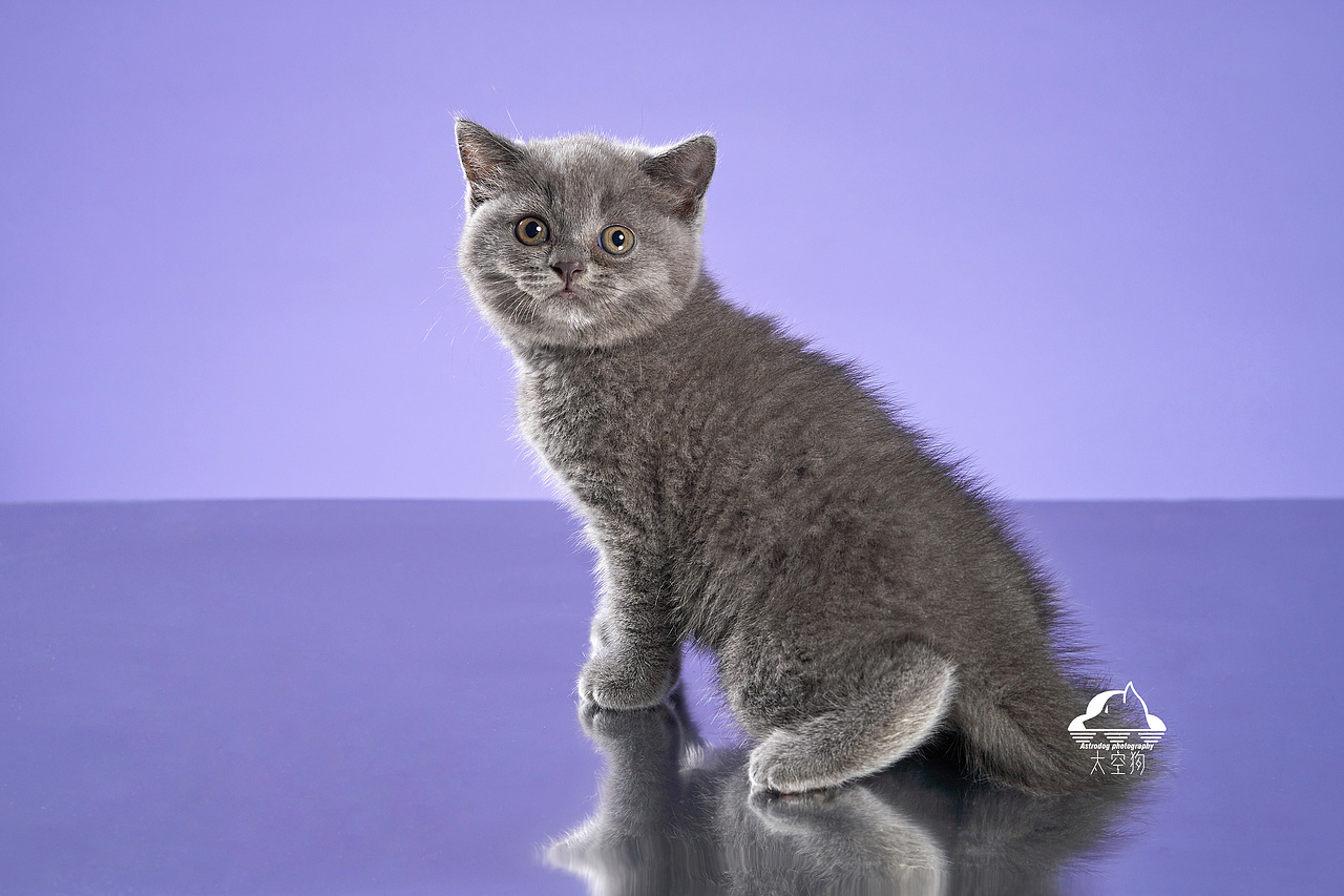 太空狗宠物摄影 英国短毛猫满月写真