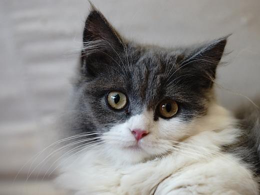 猫咪拍摄（个人主页-ZNTYwNTUyMDQ=） - 宠物摄影 - 站酷设计师一个P子原创素材 - 站酷ZCOOL