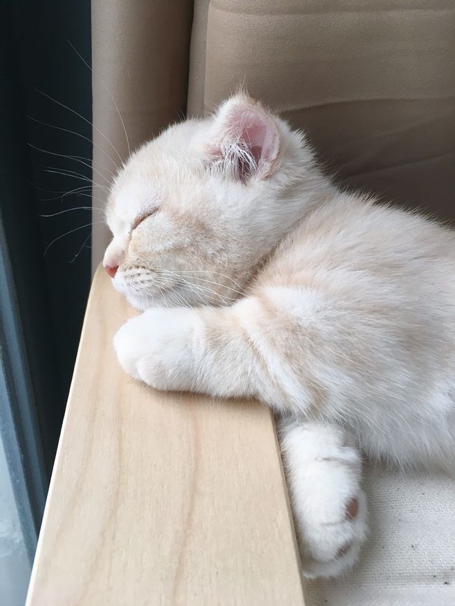 大影子儿的个人主页（背景预览） - 主页背景设置 - 站酷设计师大影子儿原创素材 - 站酷ZCOOL