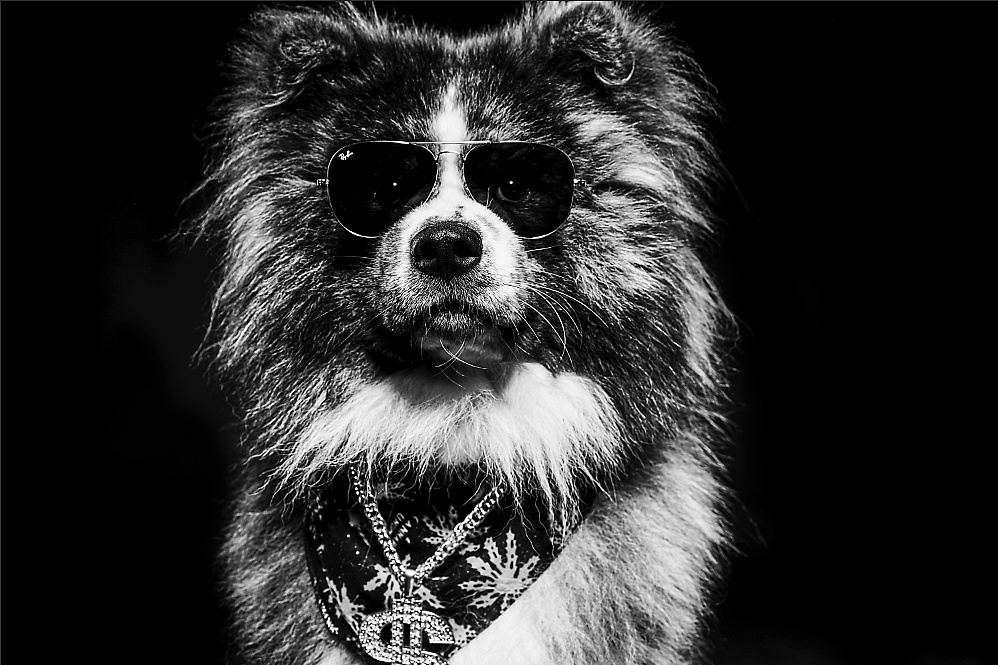 社会摄影师的社会狗