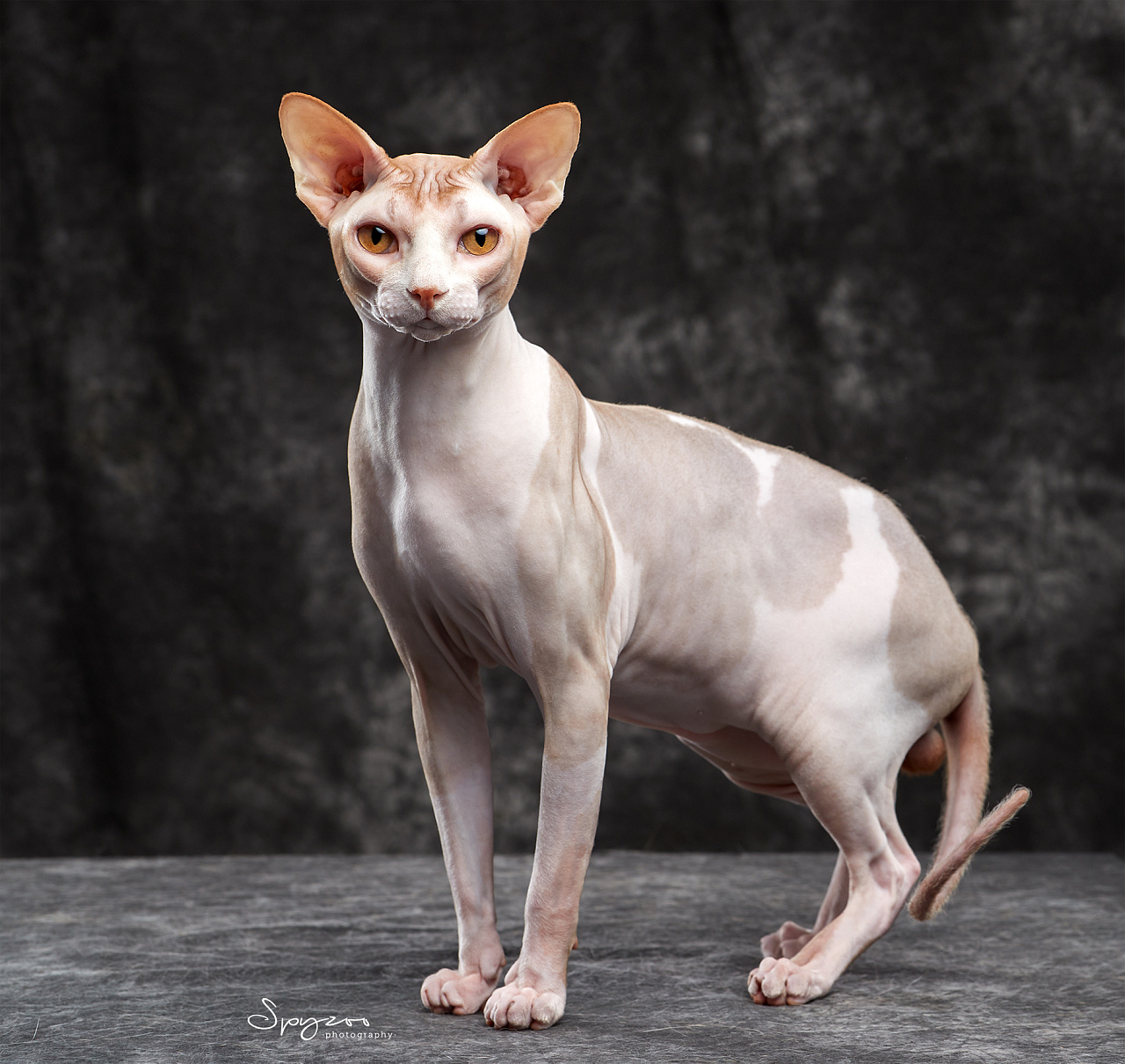 spyzoo斯芬克斯无毛猫sphynx上海赛场拍摄mashangdao