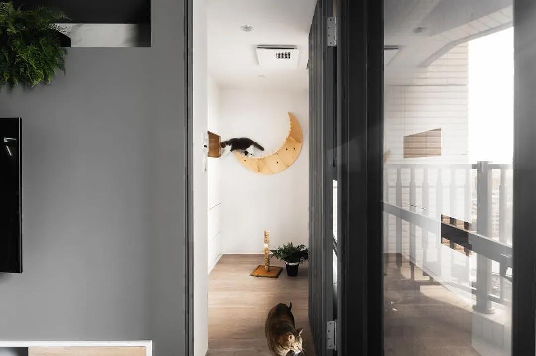 家有喵咪、汪星人,一定不要错过的6大设计 