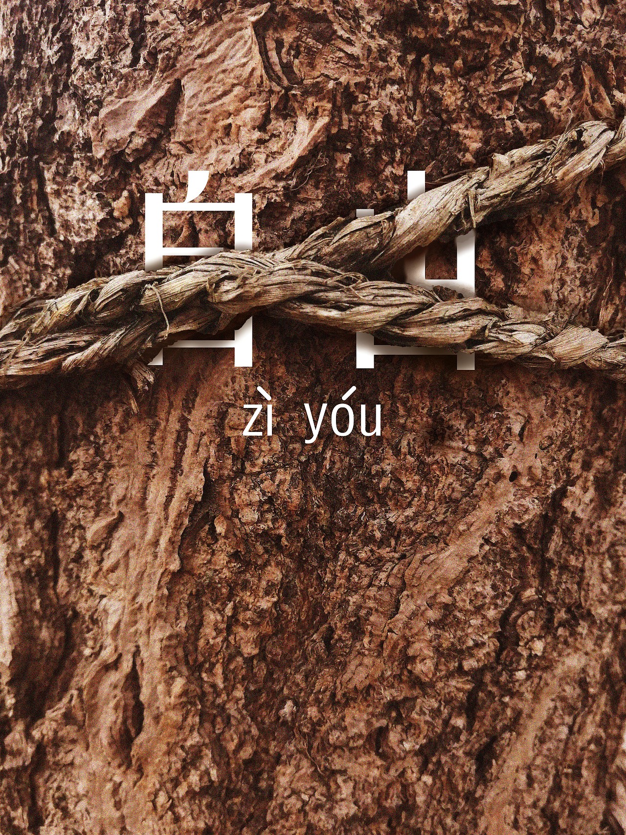 树干 岩石 枯草 朽木 /微观语言/