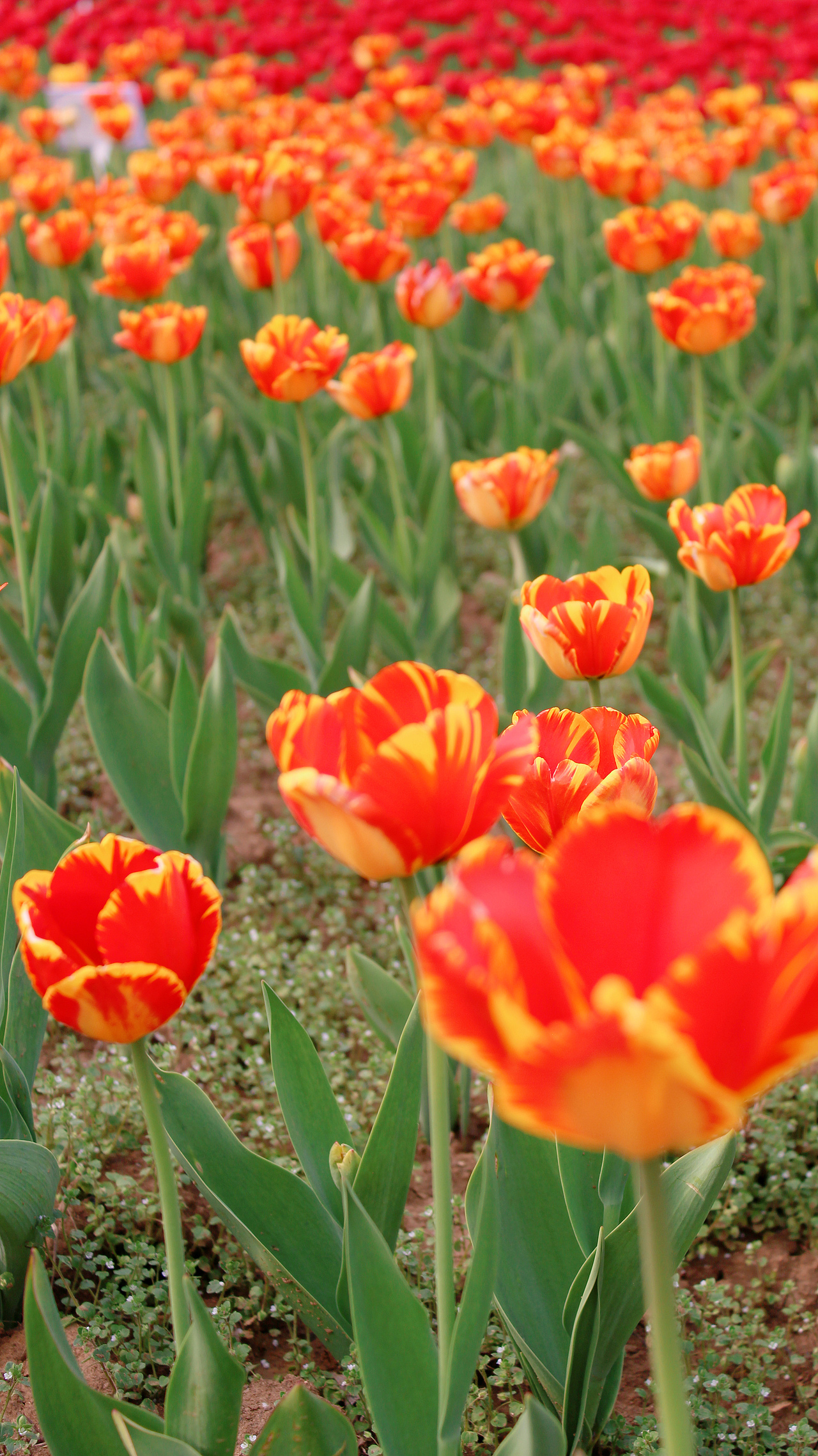 希望我们都能在春光里快乐（图ZMjkyNTU0NjY4） - 风光摄影 - 站酷设计师一大口黑锅原创素材 - 站酷ZCOOL