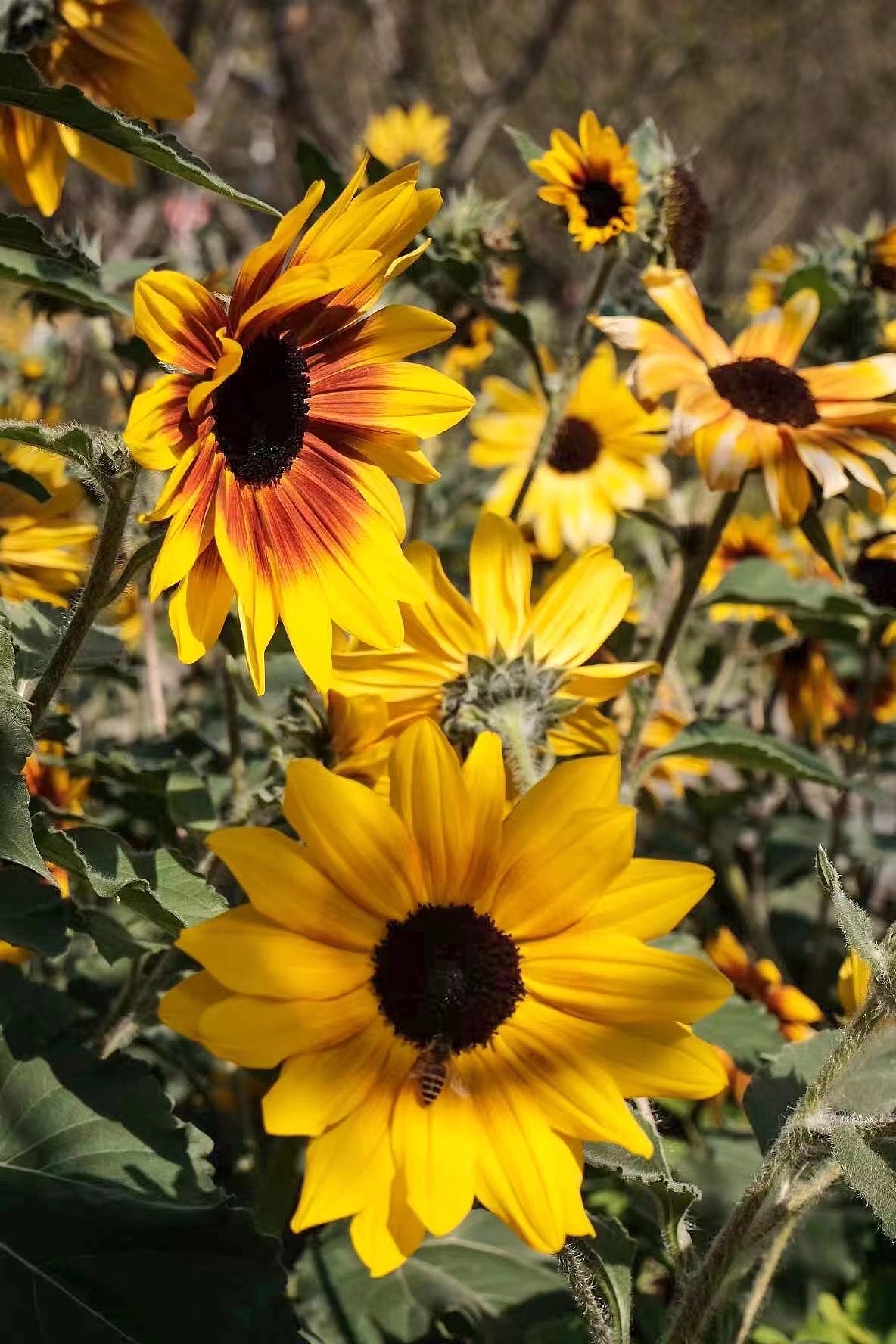 【摄影】上海扫街-向日葵（图ZMjkyMTIyNTQ0） - 风光摄影 - 站酷设计师孙老莹原创素材 - 站酷ZCOOL