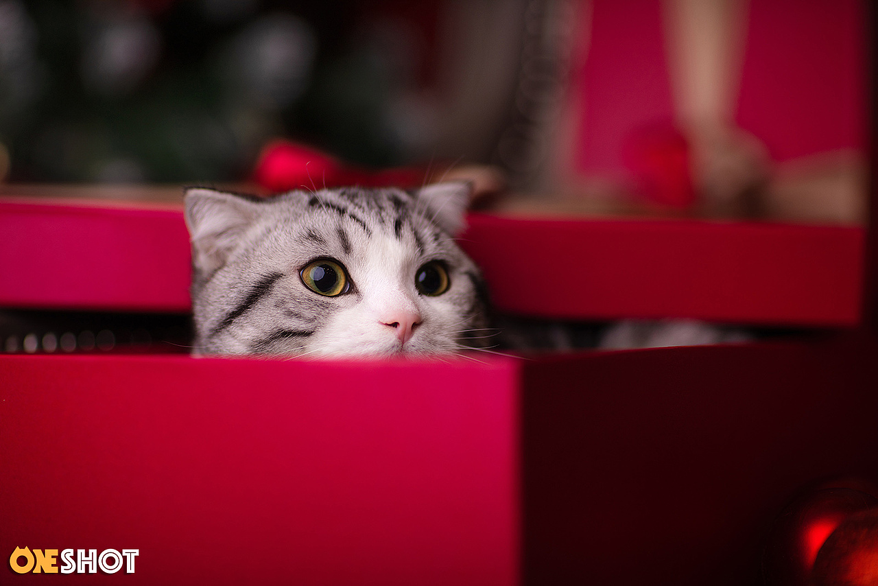 2018圣诞合集第一弹丨你的圣诞礼物又到啦!