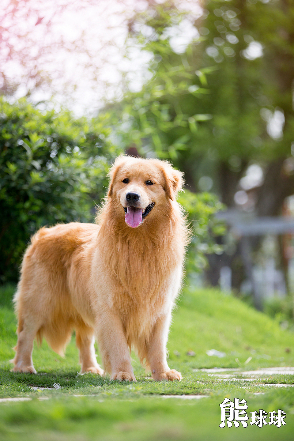 美丽温顺的暖男大金毛写真