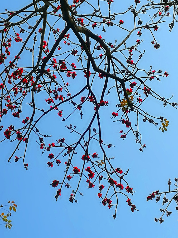 高高在上的火红木棉花