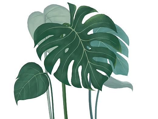 植物插画