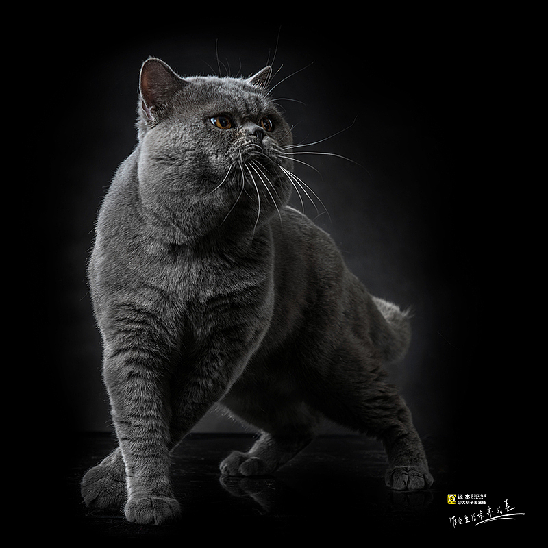 可以叫他 “墩墩”（图ZMjg2MTU5NDg=） - 宠物摄影 - 站酷设计师naturephoto原创素材 - 站酷ZCOOL