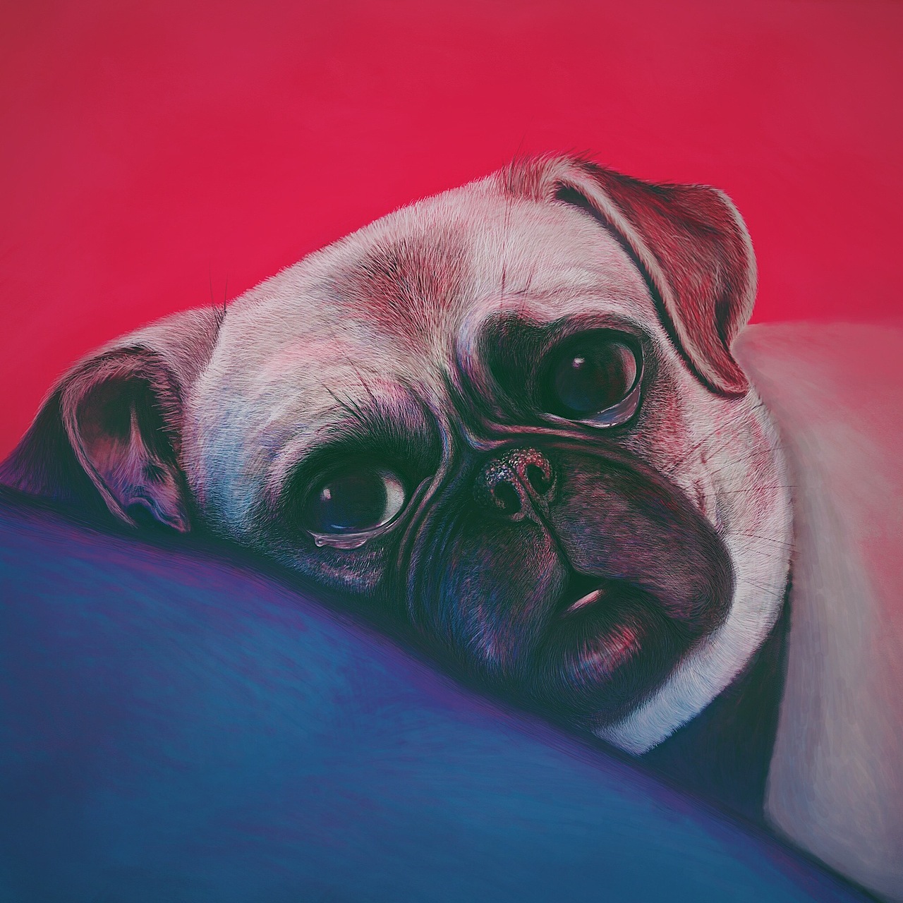 我们家的狗 - 日常练习