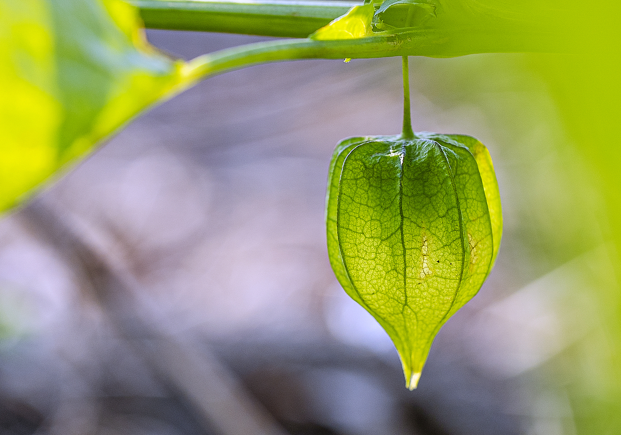 绿意盎然灯笼果（图ZMTg4ODk2ODc2） - 风光摄影 - 站酷设计师大侠彭娜娜原创素材 - 站酷ZCOOL