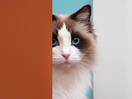 合集十【小哈寵物攝影】