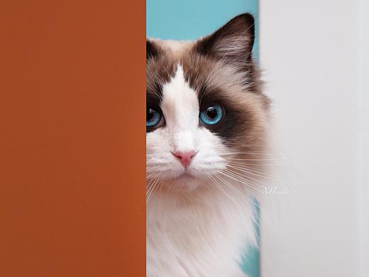 合集十【小哈宠物摄影】