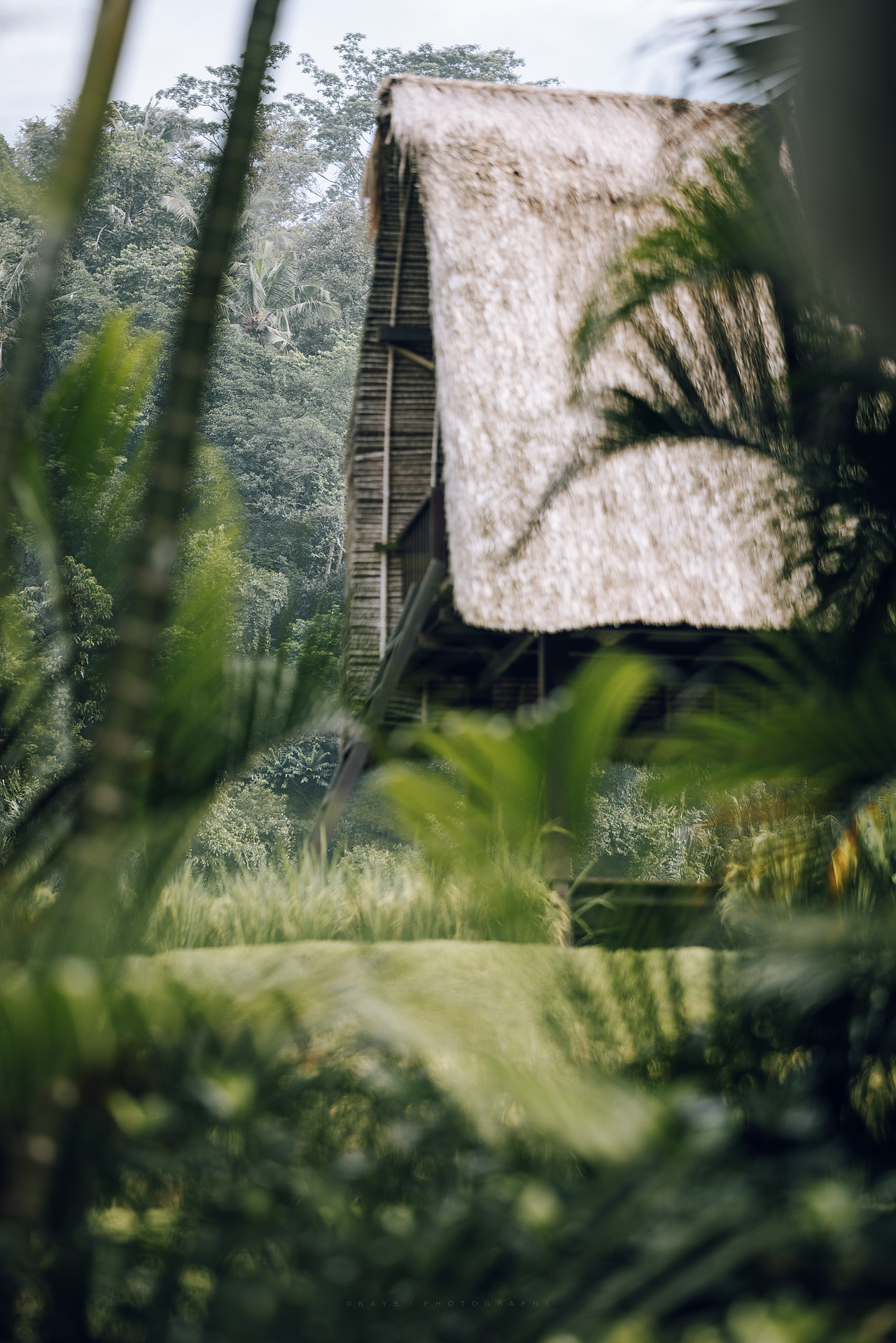 闯入热带雨林之后的旅程~