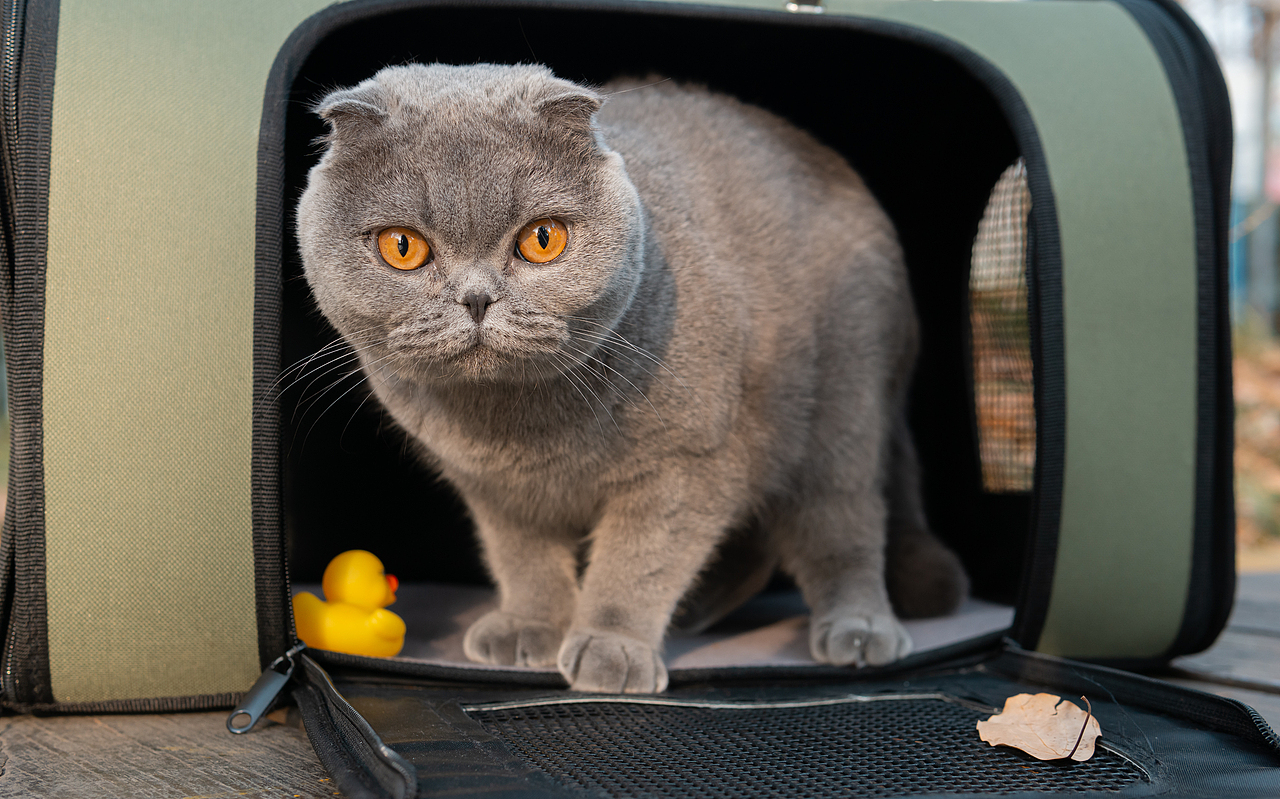 折耳猫的户外探险（图ZMTgyNjgzMzY4） - 宠物摄影 - 站酷设计师小酒遇见猫原创素材 - 站酷ZCOOL