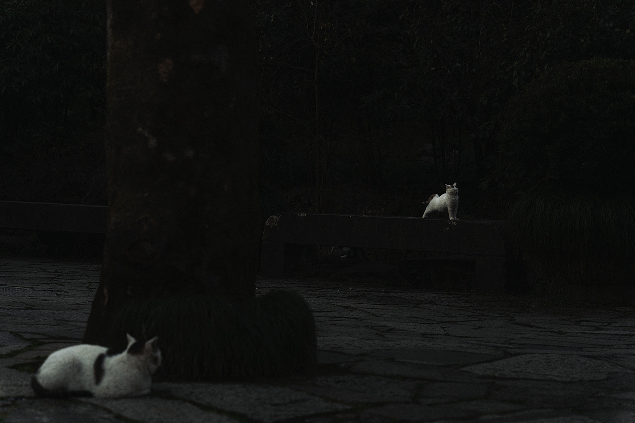 杭州永福寺、灵隐寺周边街拍（图ZMjkxMTI4MTgw） - 人文/纪实摄影 - 站酷设计师摄影师康超凡原创素材 - 站酷ZCOOL