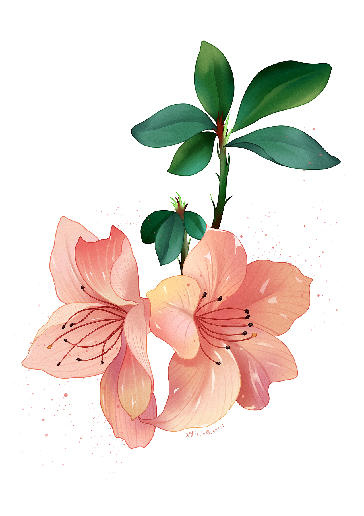 花卉（图ZMjQ3MzMyNDY4） - 创作习作 - 站酷设计师粟子果果原创素材 - 站酷ZCOOL