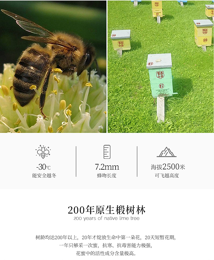 蒙面小熊蜂蜜电商详情页-椴树雪蜜