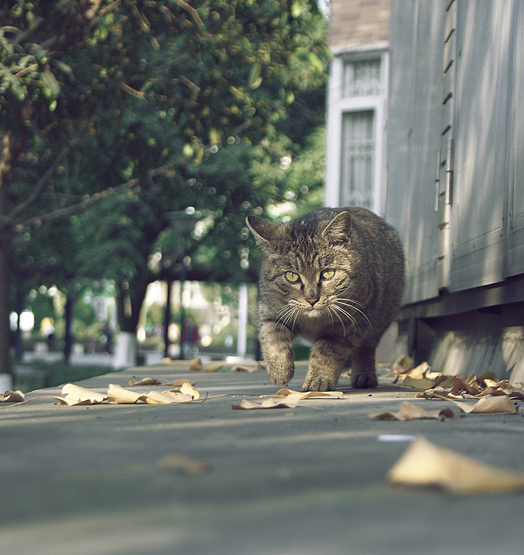 好多喵（图ZMjMzMjQ5ODA=） - 宠物摄影 - 站酷设计师anthonyqg原创素材 - 站酷ZCOOL