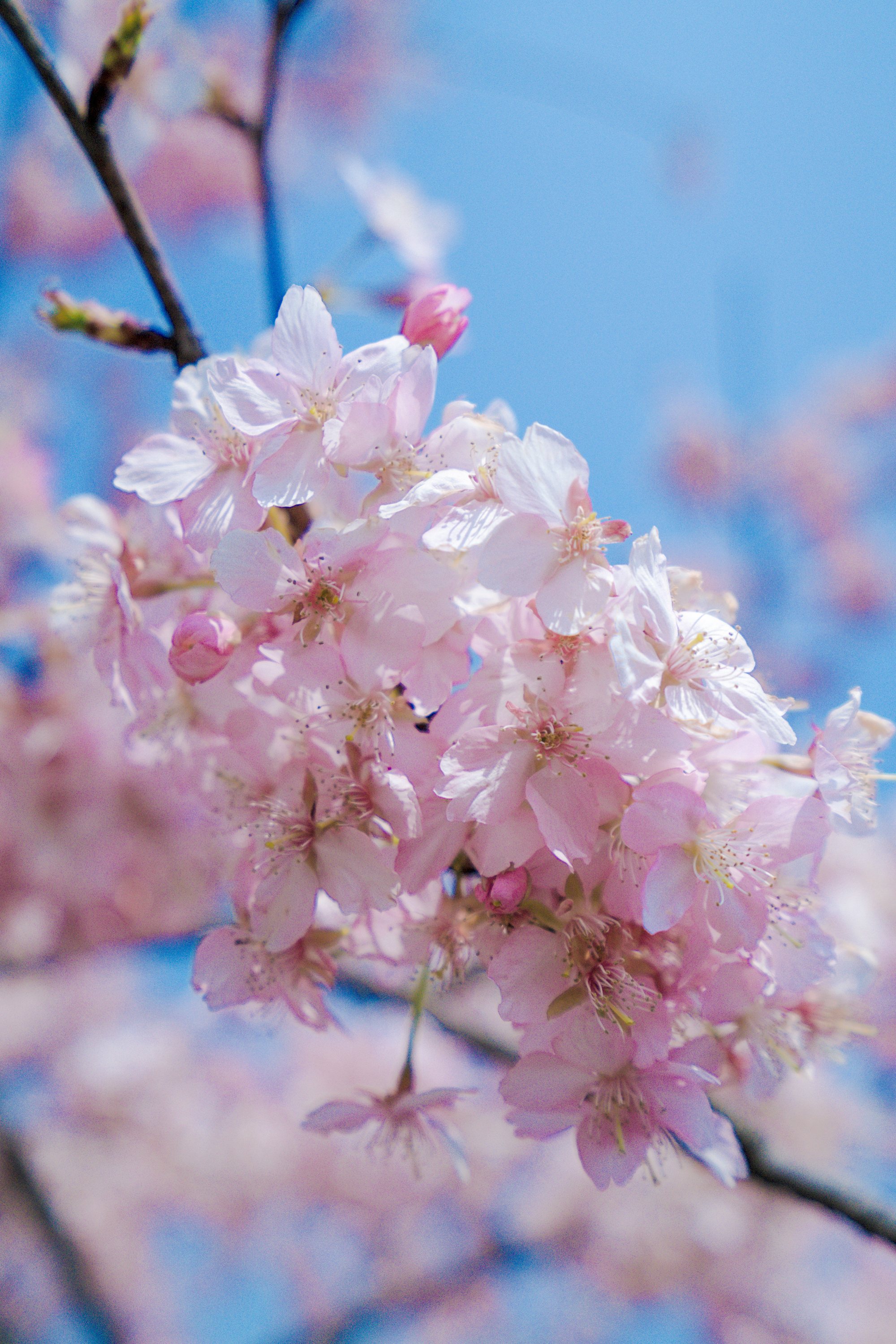 樱花