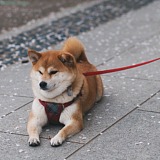 溮虎的头像
