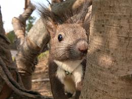 魔王松鼠——小黑妞