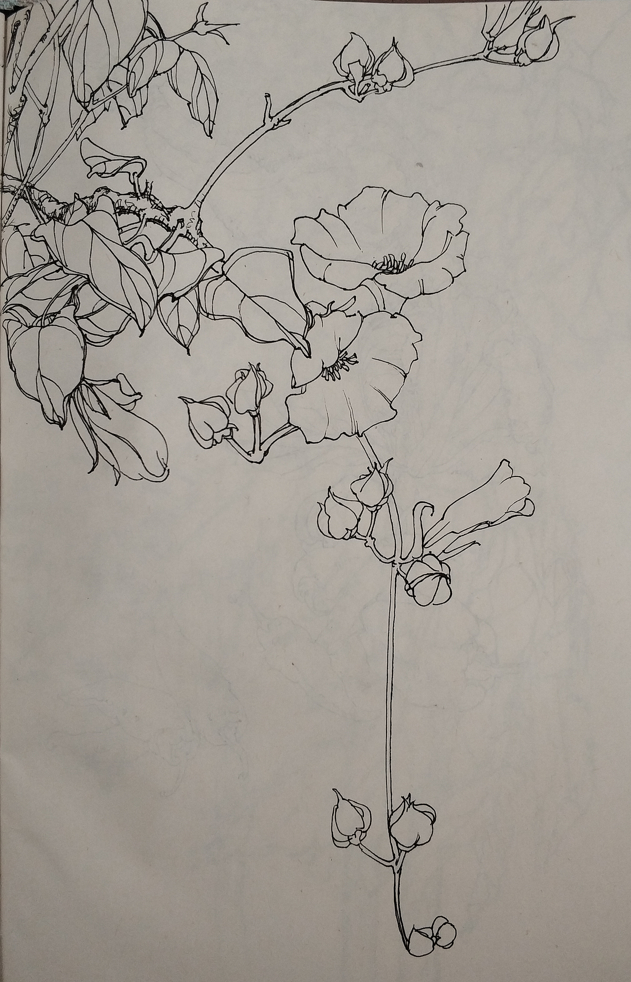 花鸟(写生)手绘小稿