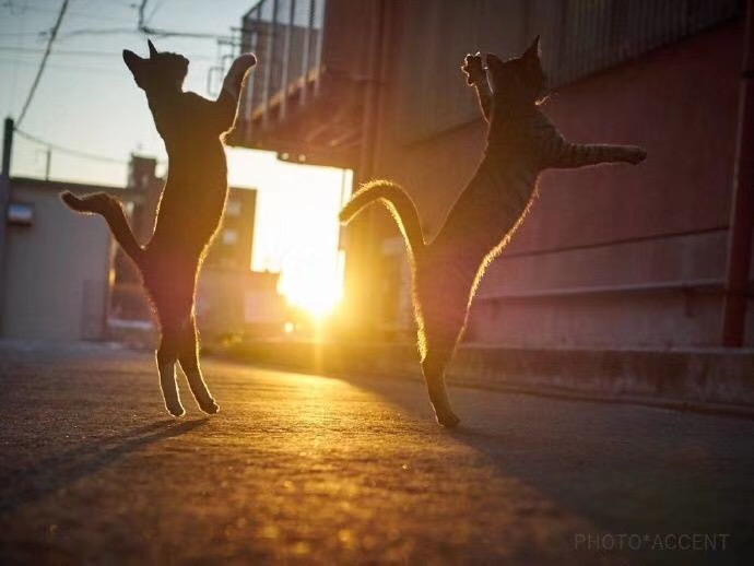 Z84453406的個(gè)人主頁（背景預(yù)覽） - 主頁背景設(shè)置 - 站酷設(shè)計(jì)師Z84453406原創(chuàng)素材 - 站酷ZCOOL