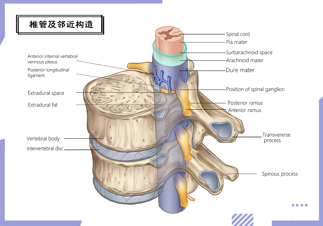 【图谱】脊髓、脊柱、脊神经高清解剖图_韧带