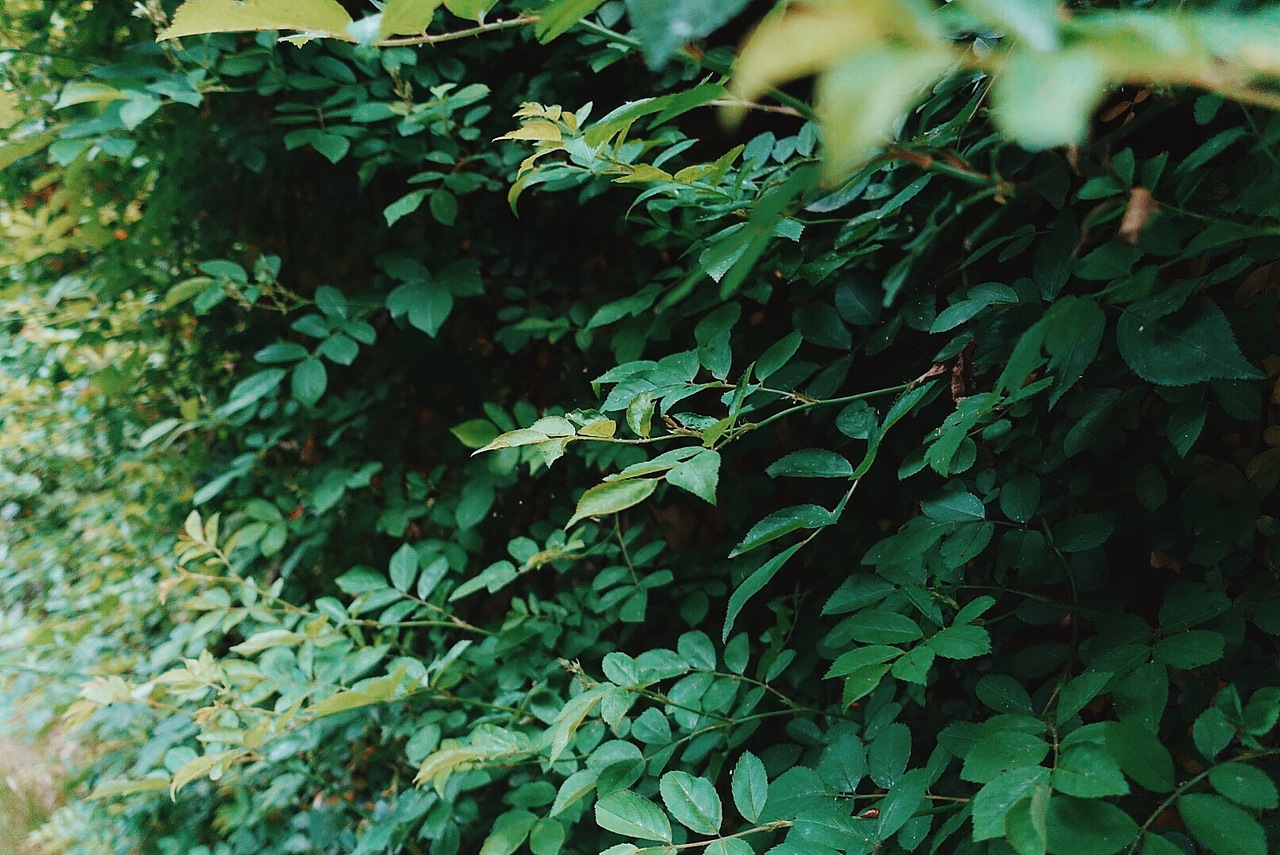 花花草草（图ZNTQzMTQxODQ=） - 风光摄影 - 站酷设计师wangzhongguo原创素材 - 站酷ZCOOL