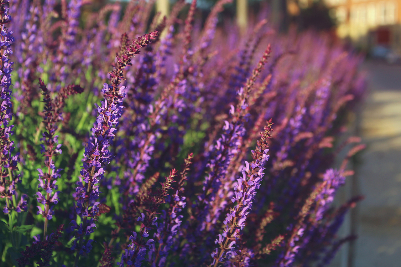 花（图ZMTE1NTc4NzA0） - 产品摄影 - 站酷设计师ma675055787原创素材 - 站酷ZCOOL