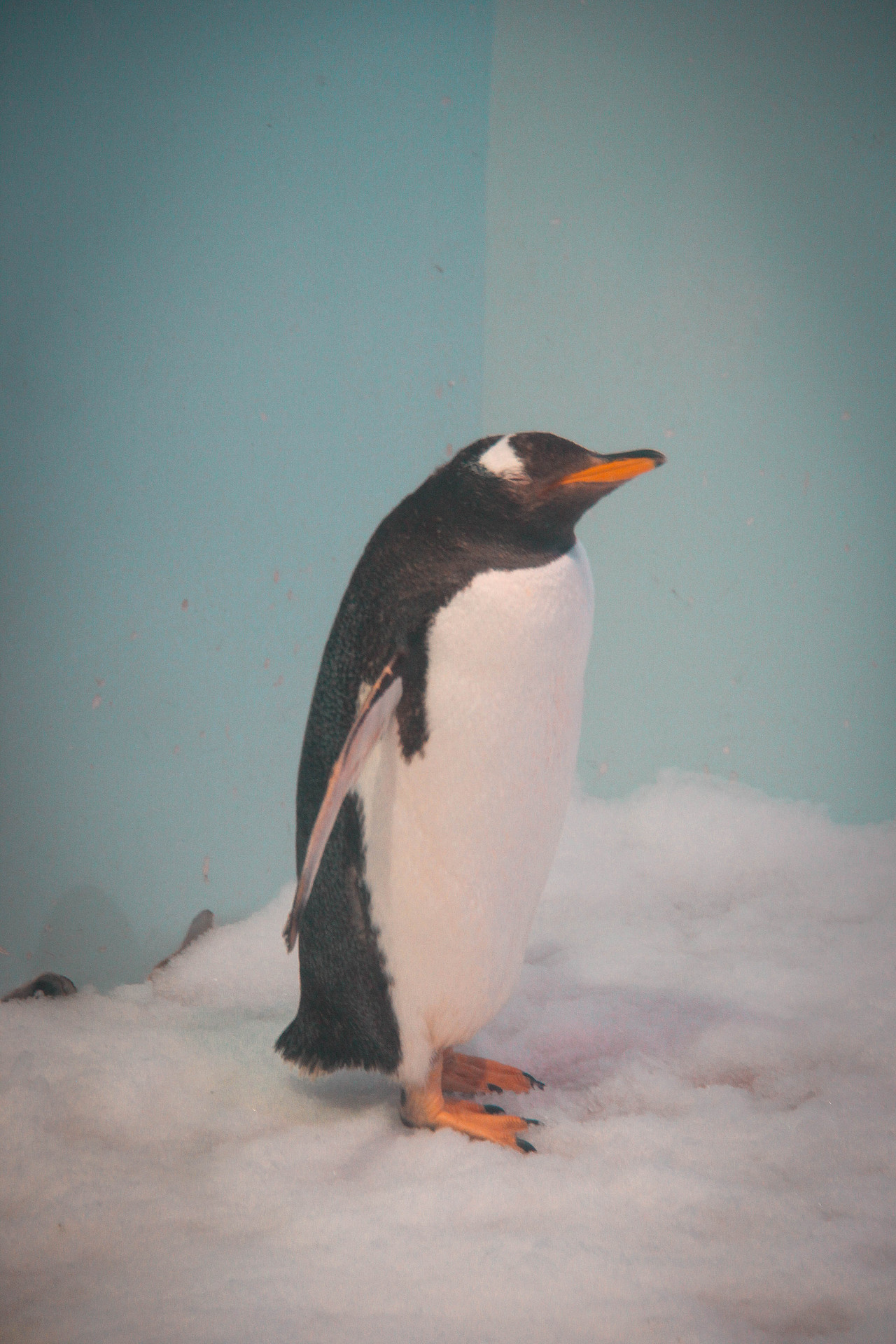 正佳极地海洋馆——企鹅