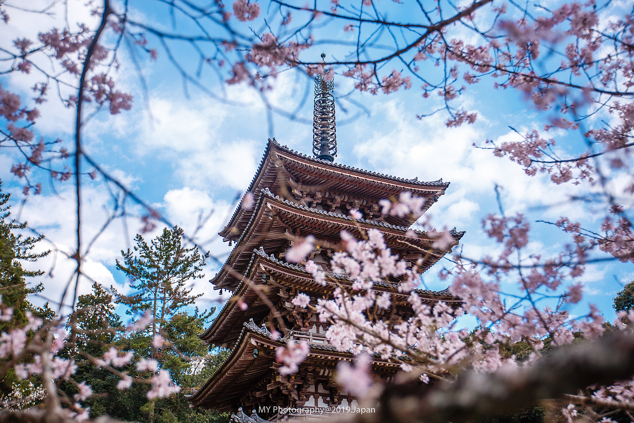醍醐寺樱花