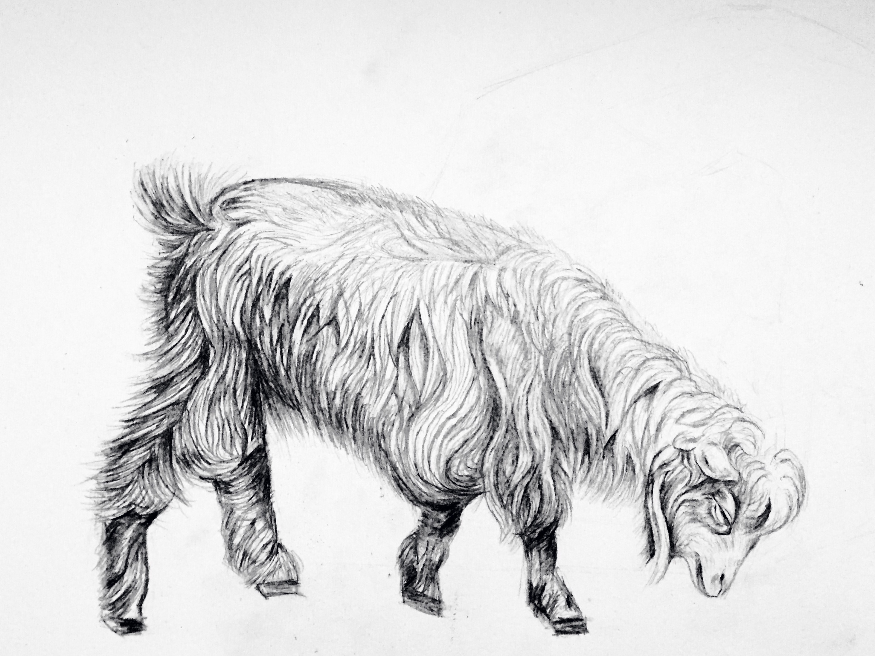 彩色手绘动物羊头水彩插画图片素材免费下载 - 觅知网