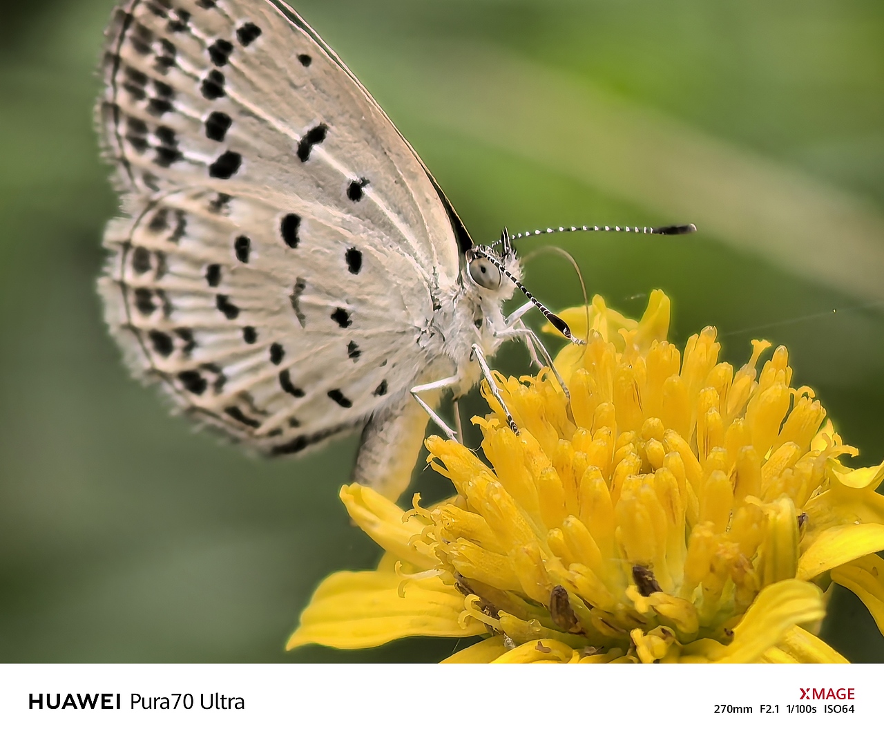 蝴蝶翅膀与花朵上的纹理,让人惊叹的生命细节