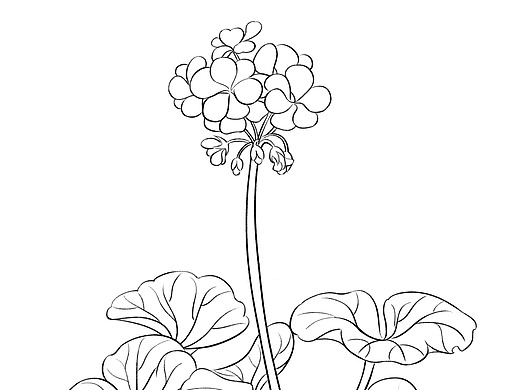 天竺葵其他-其他109001年前临摹-花卉平面-书籍/画册126011年前临摹